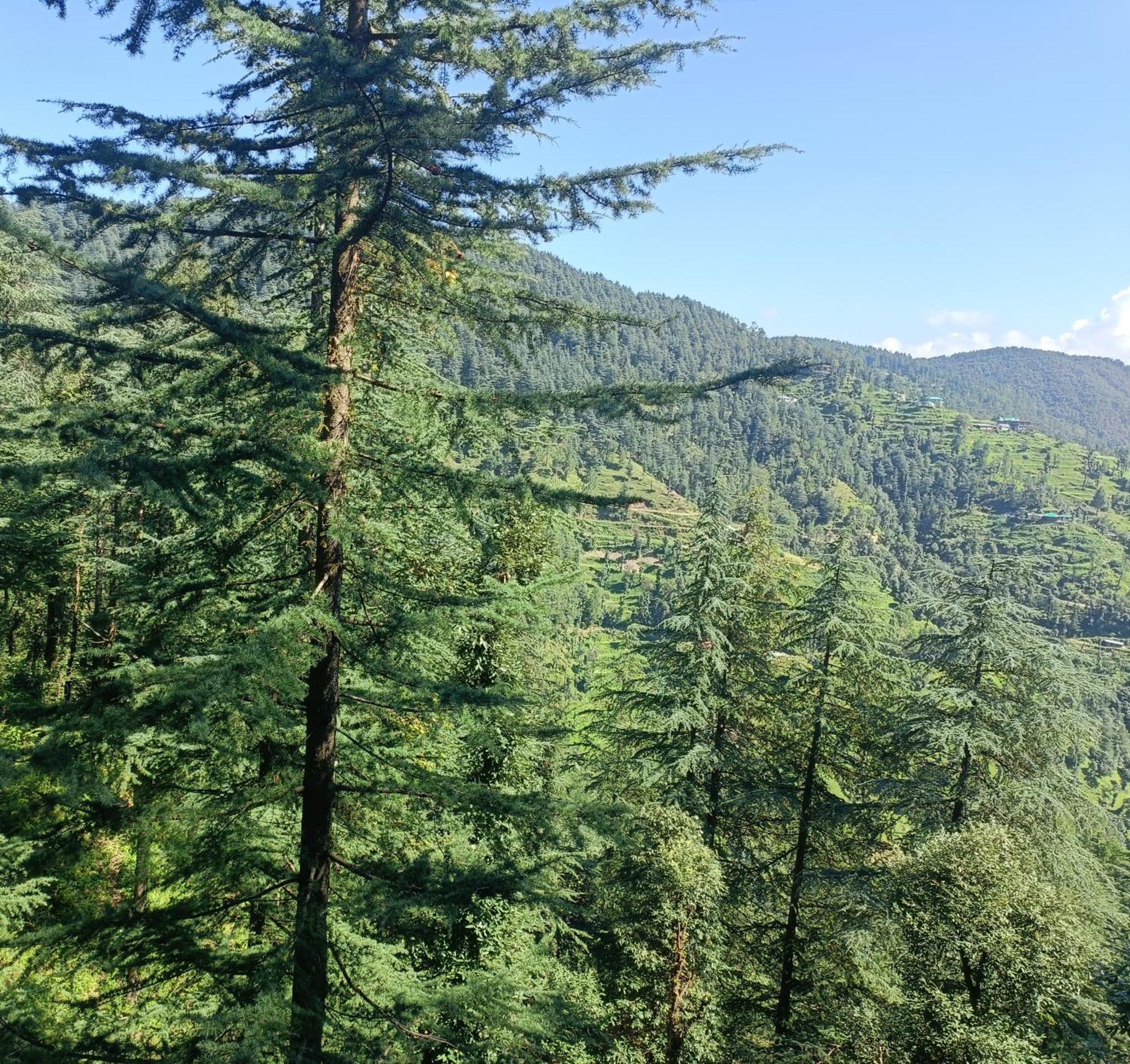 Peace Holiday Homestay Chail Exterior photo